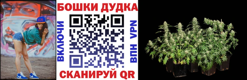 Каннабис MAZAR  Узловая 